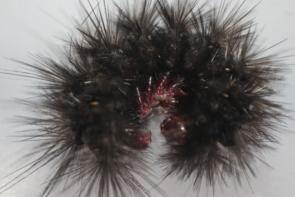Arctia villica - fekete medvelepke