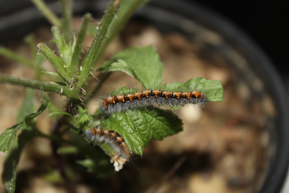 Lasiocampa quercus - tölgyfaszövő
