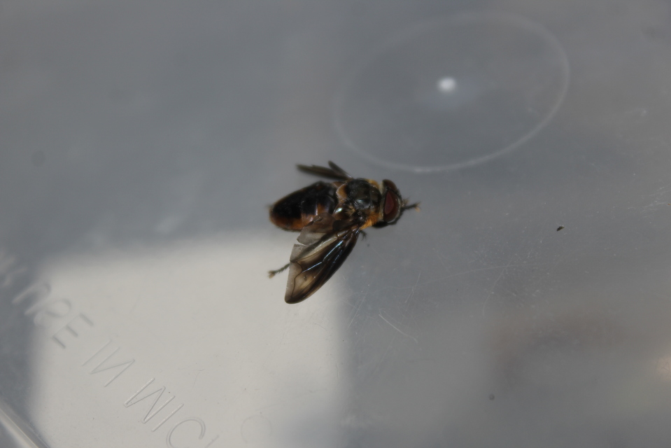 Phasiinae