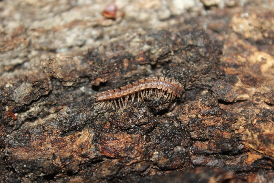 Polydesmidae