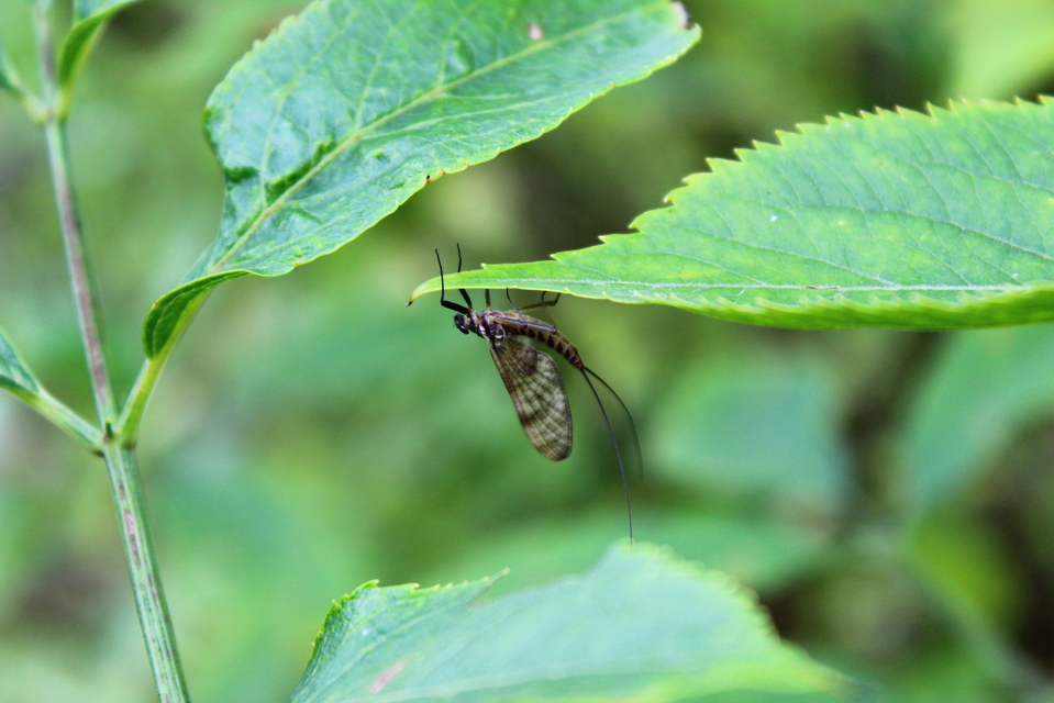 Ephemeroptera - Kérészek