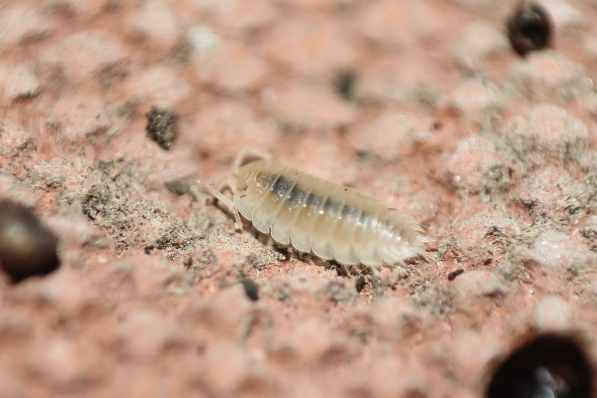 Trichorhina tomentosa - televény ászka