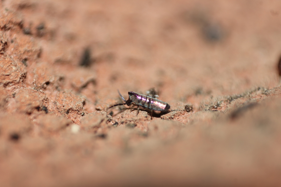 Lepidocyrtus paradoxus