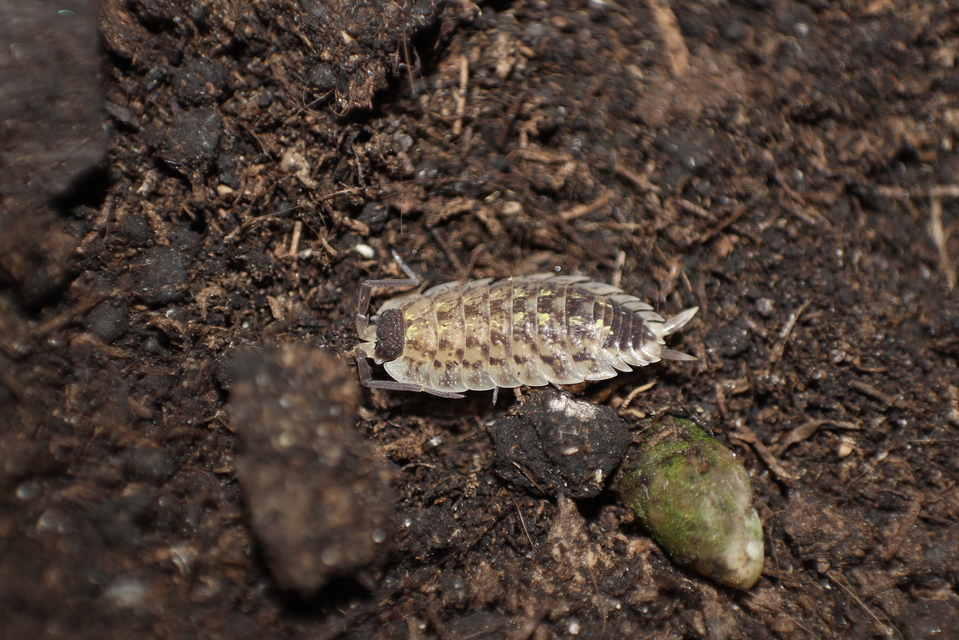Porcellio spinicornis Porcellio spinicornis