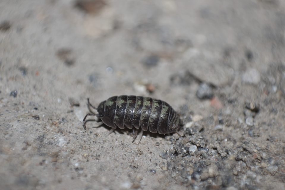 Armadillidium