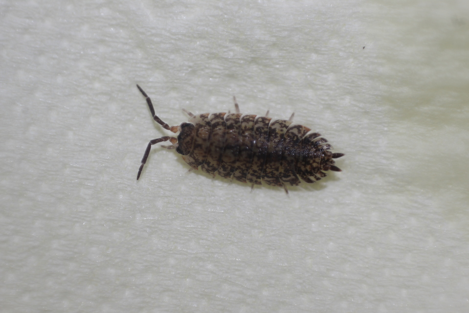 Porcellium collicola - gyakori tarkaászka