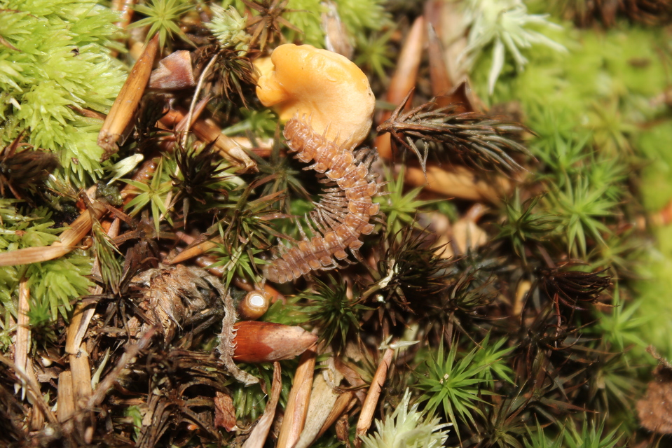 Polydesmidae
