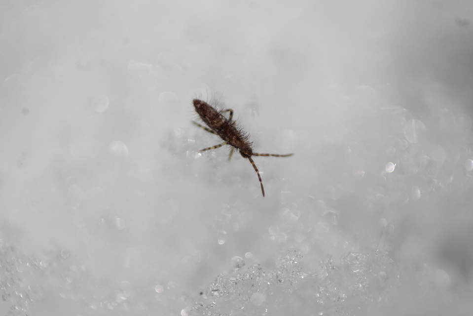 Entomobrya dorsalis