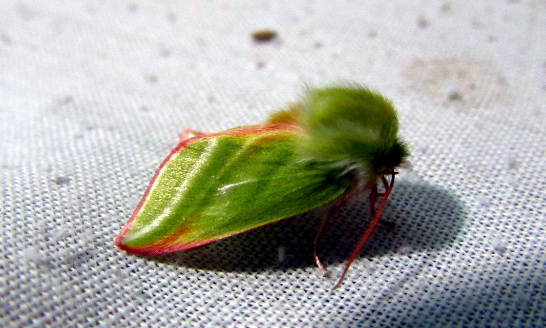 Pseudoips prasinana - bükkfa-zöldbagoly