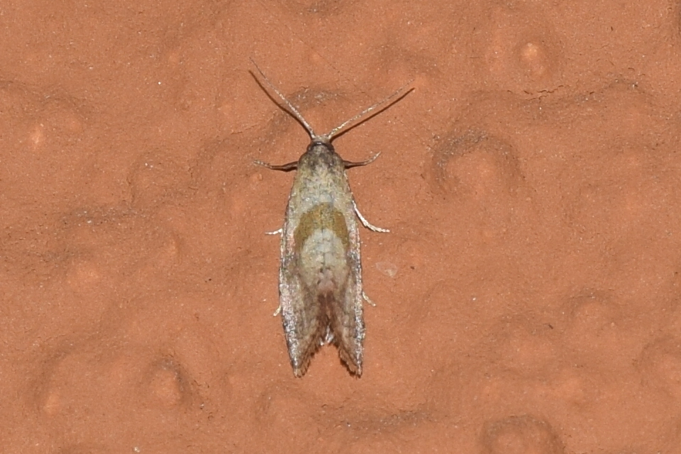 Cochylidia