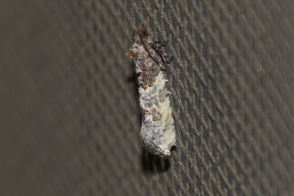 Phaneta pauperana - gyepűrózsa-tükrösmoly
