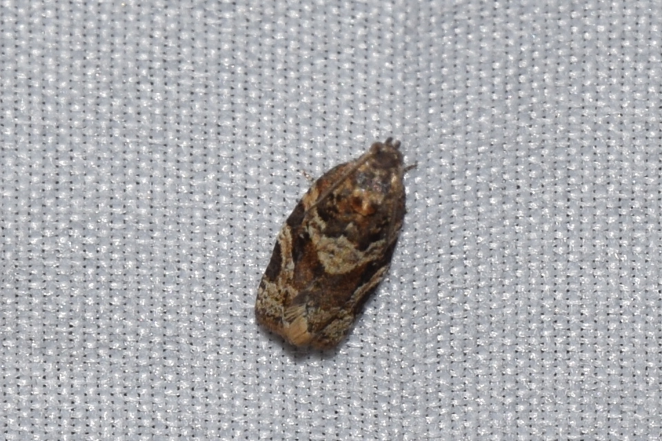 Argyrotaenia ljungiana - ékes sodrómoly