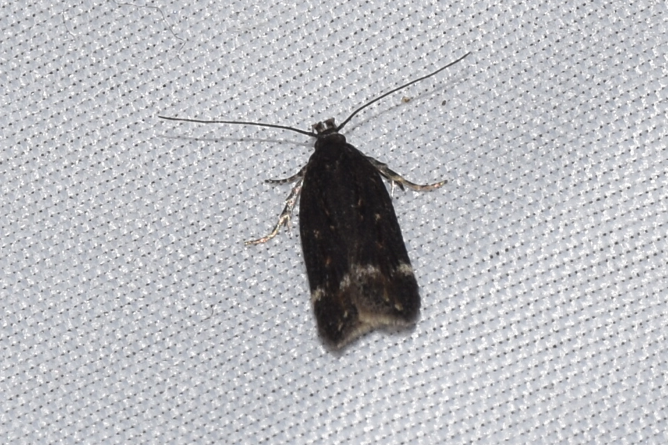 Neofriseria peliella - sóskaszár-sarlósmoly
