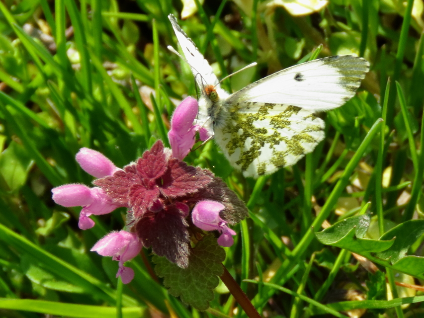 Anthocharis cardamines - hajnalpírlepke