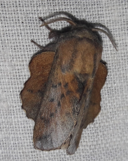 Phyllodesma tremulifolia - nyárlevélpohók