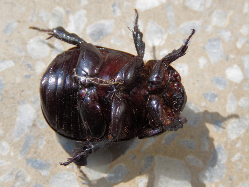 Pentodon idiota - butabogár