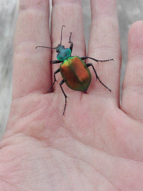 Calosoma sycophanta - aranyos bábrabló