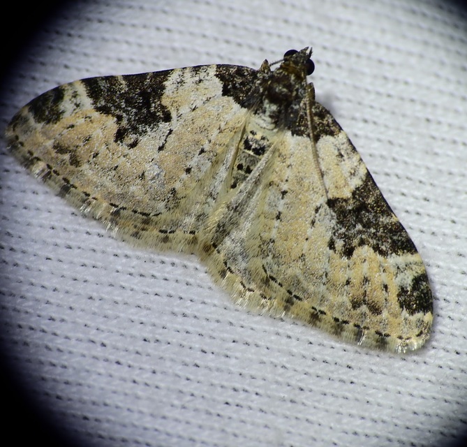 Xanthorhoe fluctuata - közönséges tarkaaraszoló