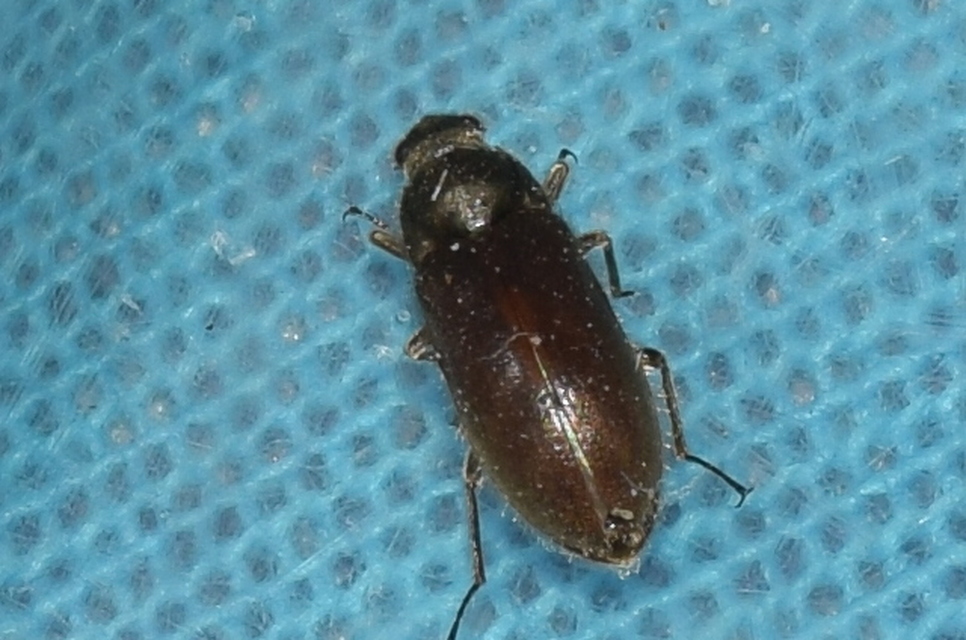 Dryopidae - fülescsápúbogár-félék