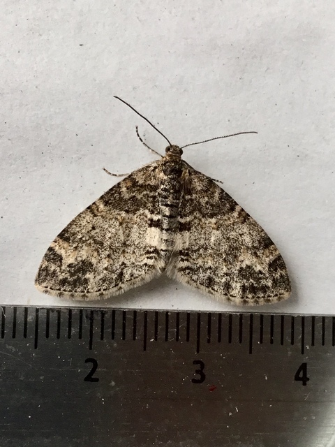 Lobophora halterata - szárnyfüggelékes araszoló