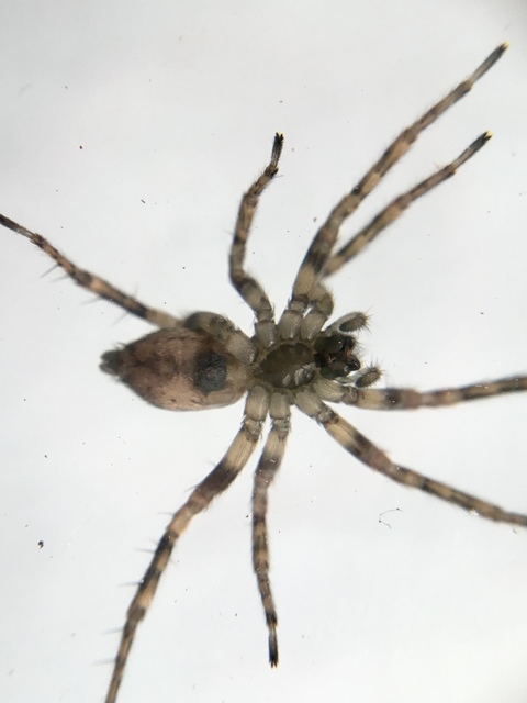 Anyphaena accentuata - jegyespók