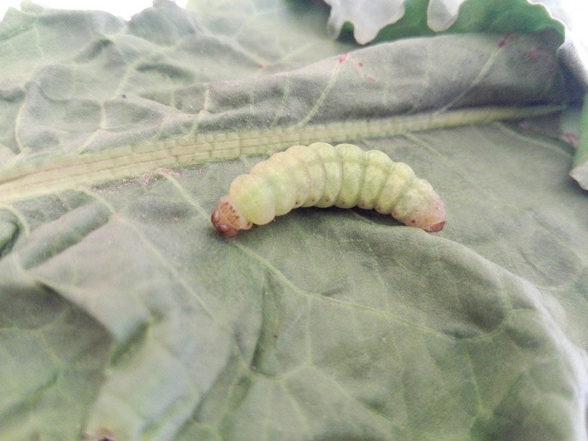 Phlogophora meticulosa - vándorló csipkésbagoly