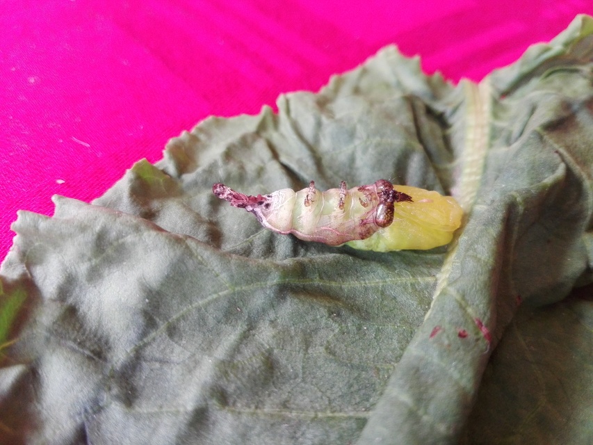 Phlogophora meticulosa - vándorló csipkésbagoly
