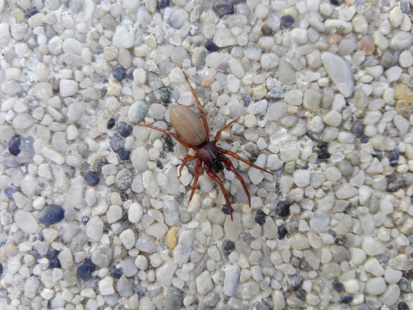 Dysderidae - fojtópókok