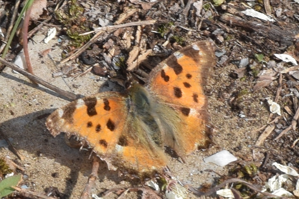 Nymphalis polychloros - nagy rókalepke