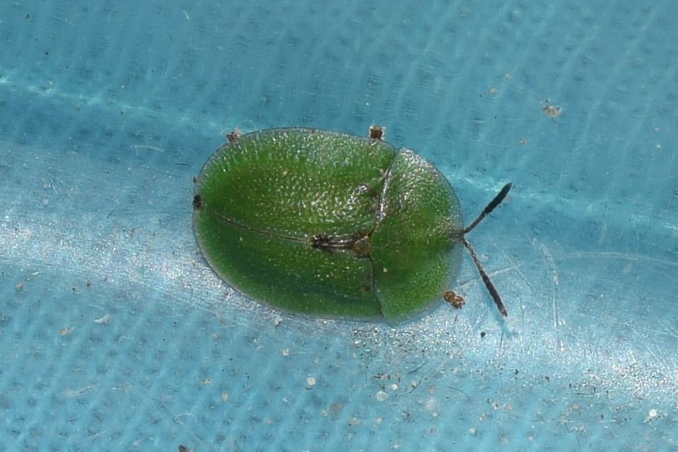 Cassida rubiginosa - lapos pajzsbogár Cassida rubiginosa - lapos pajzsbogár