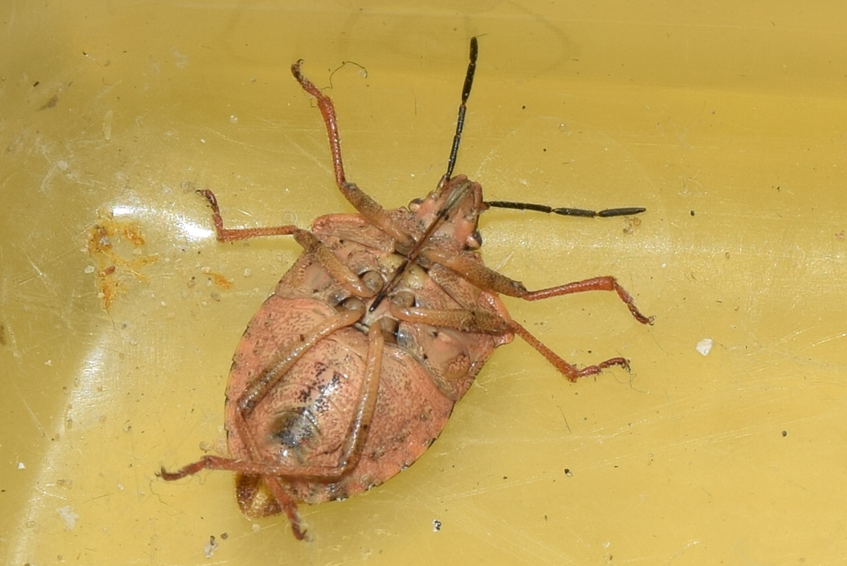 Carpocoris Carpocoris