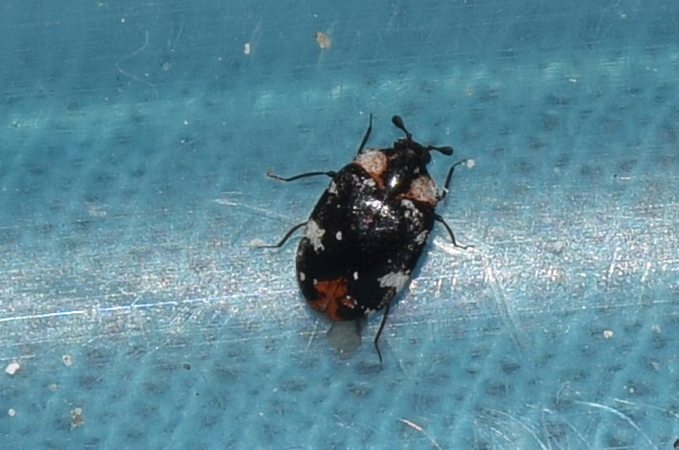 Anthrenus scrophulariae - nagy múzeumbogár
