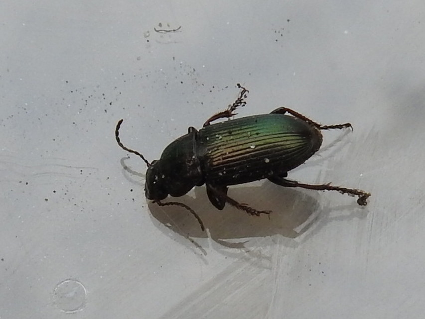 Harpalus distinguendus - mezei lomhafutó