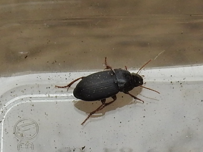 Harpalus tardus - ligeti lomhafutó