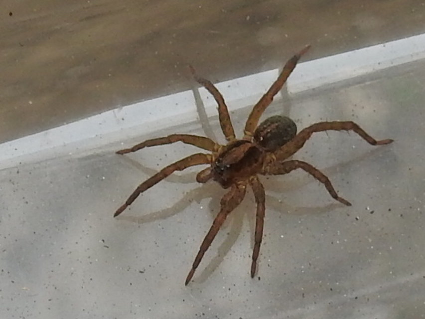 Trochosa