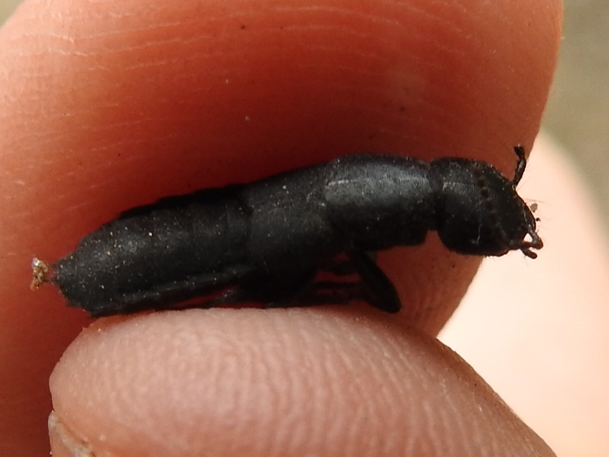 Ocypus nitens - fekete holyva