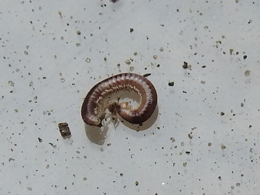Diplopoda - Ikerszelvényesek