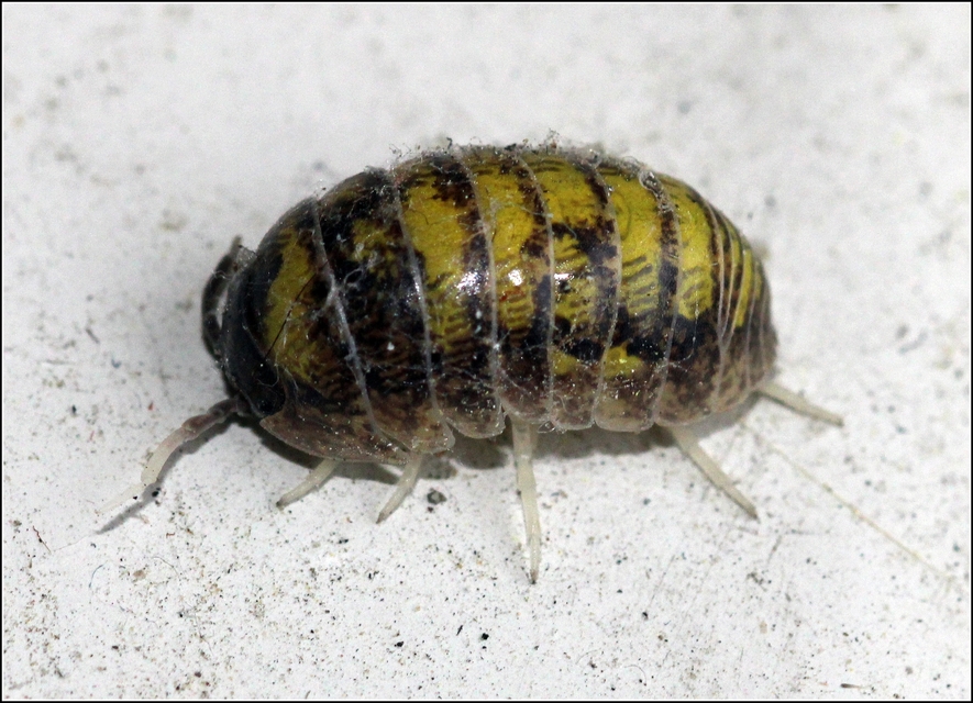 Armadillidium