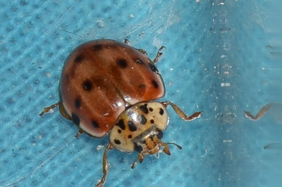 Harmonia quadripunctata - négypettyes katica