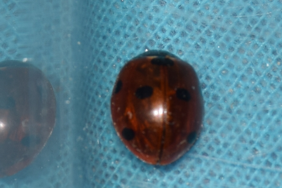 Coccinella septempunctata - hétpettyes katica