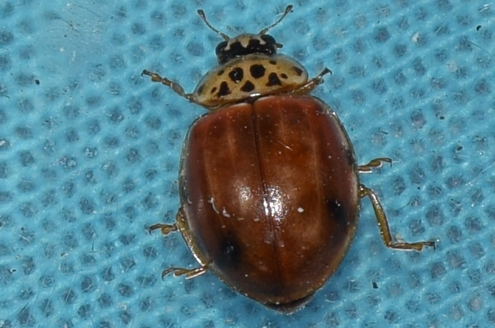Harmonia quadripunctata - négypettyes katica