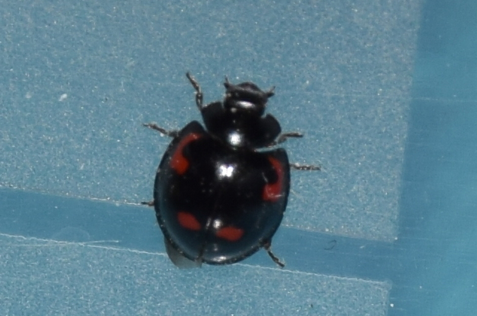 Exochomus quadripustulatus - négyfoltos szerecsenkata