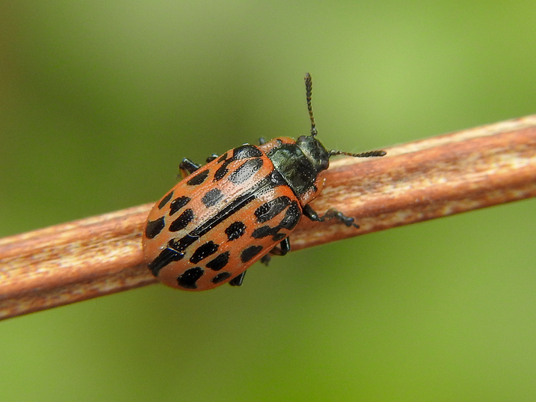 Chrysomela vigintipunctata - húszfoltos fűzlevelész