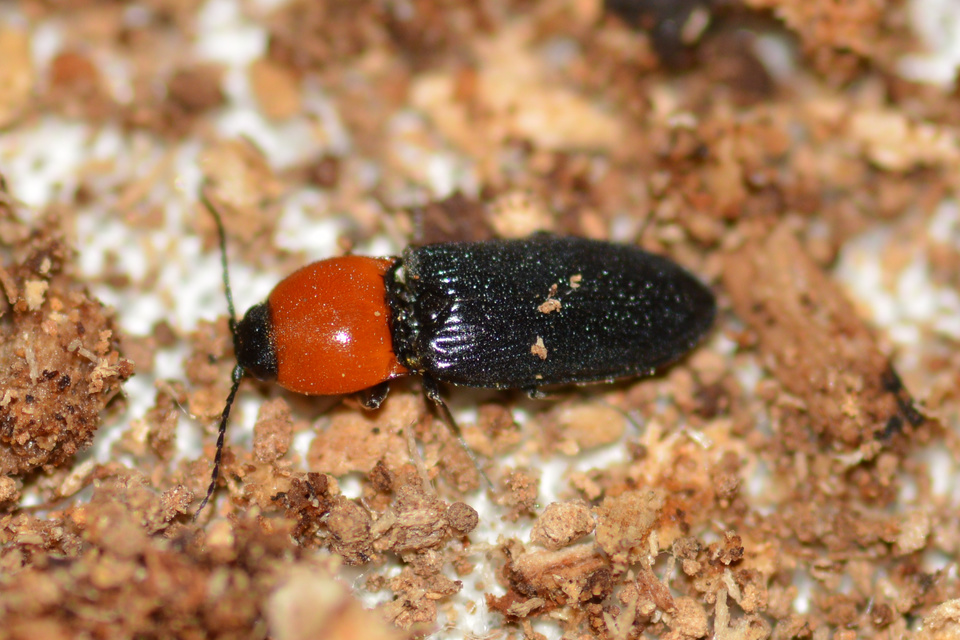 Cardiophorus gramineus - pirosnyakú szívespattanó
