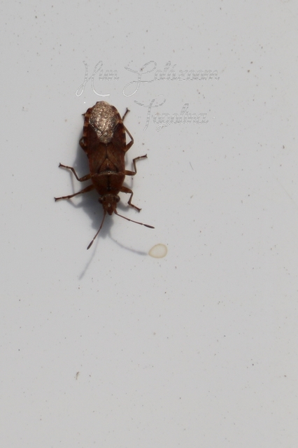 Orsillus depressus - tuja-fényesbodobács