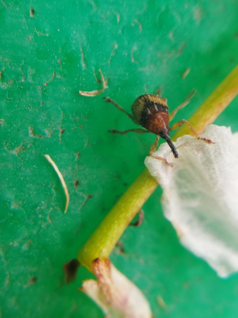 Nanophyinae
