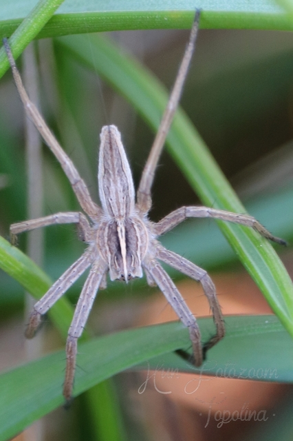 Pisaura mirabilis - csodáspók