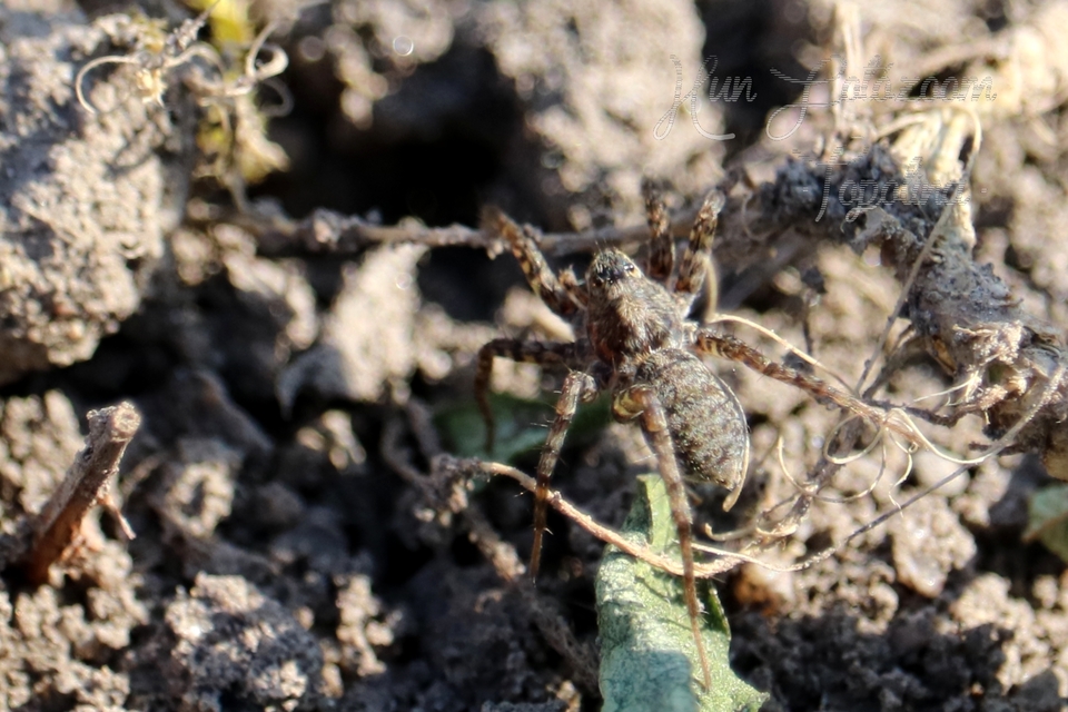 Arctosa leopardus