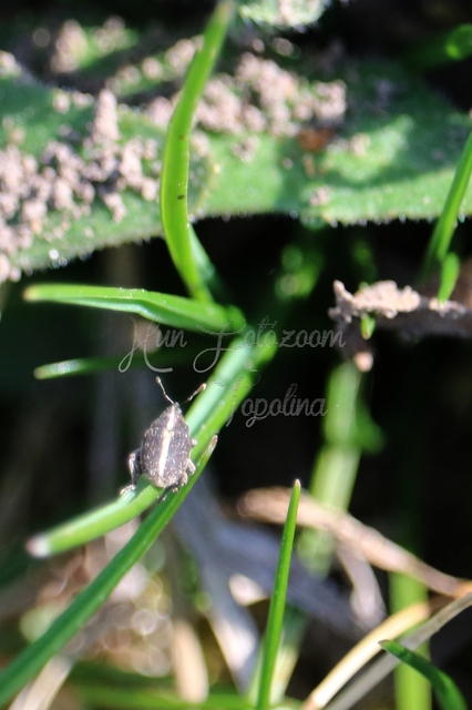 Oprohinus suturalis - csíkos hagymaormányos