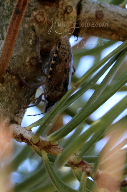 Rhaphigaster nebulosa - bencepoloska